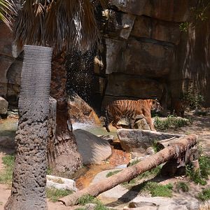 Sumatran Tiger Habitat