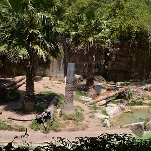 Sumatran Tiger Habitat