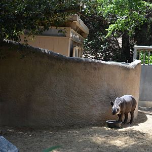 Baird's Tapir