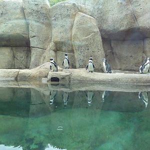 Penguin Point - Opened on May 18th, 2012