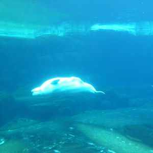 Beluga Whale Exhibit - Underwater Viewing Area