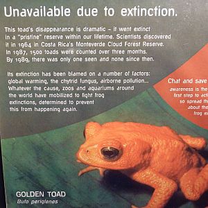 Golden Toad Signage - Extinct Species