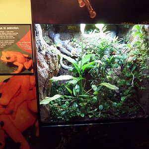 Golden Toad Exhibit (empty due to extinction)
