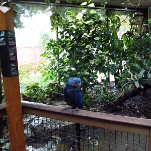 Amazon Rainforest - Free-Ranging Hyacinth Macaw
