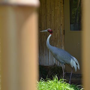 Sarus Crane