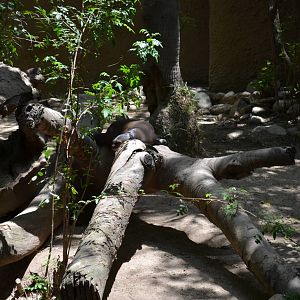 See The Giant Otter?