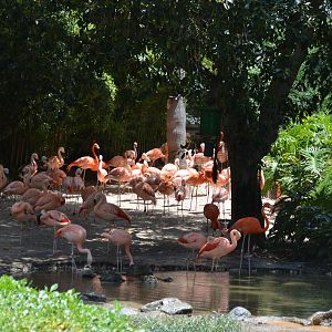 Flamingo Lagoon
