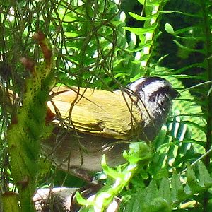 Honduran Black-Striped Sparrow