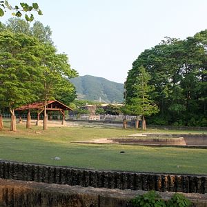 African buffalo exhibit
