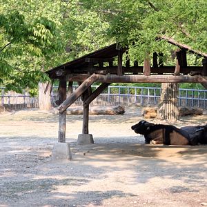 Asian water buffalo exhibit