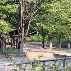 Asian water buffalo exhibit