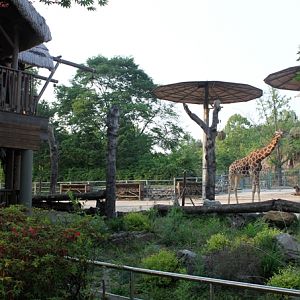 Reticulated Giraffe, Waterbuck, Springbok exhibit