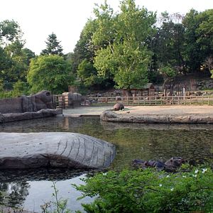 hippopotamus exhibit