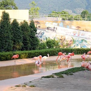 Flamingo exhibit