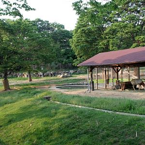 Nyala,Scimitar-Horned Oryx exhibit