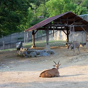 Eland exhibit