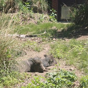 Hoofstock- Chacoan Peccaries