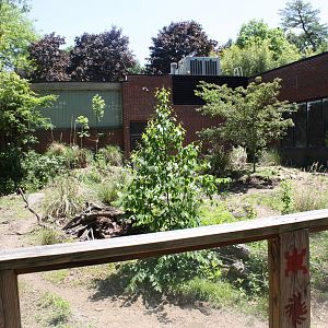 Hoofstock- Chacoan Peccary Exhibit