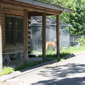 Hoofstock- Maned Wolf Holding Area