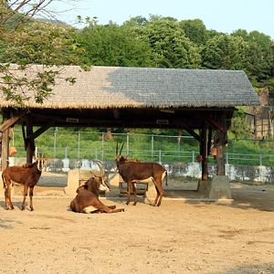 Sable antelope exhibit