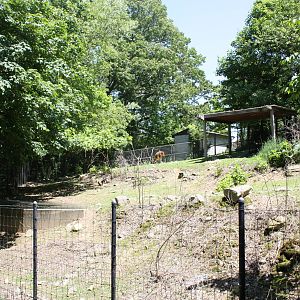 Hoofstock- Part 1 of Llama Exhibit