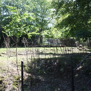 Hoofstock- Part 2 of Llama Exhibit