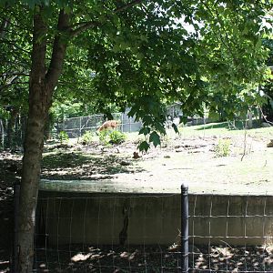 Hoofstock- Llama Pool