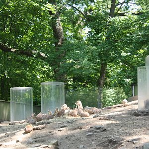 Hoofstock- Prairie Dog Exhibit