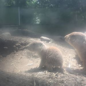Hoofstock- Prairie Dog Pup With Mommy