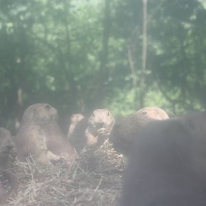 Hoofstock- Prairie Dogs