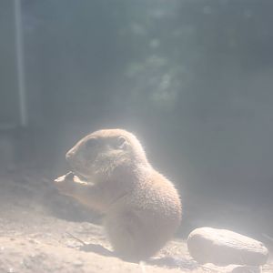 Hoofstock- Prairie Dog Pup