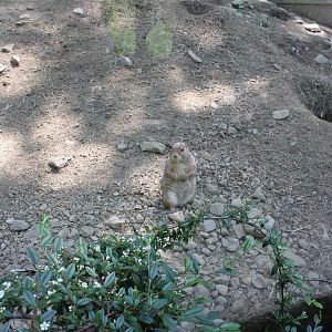 Hoofstock- Prairie Dog