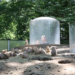 Hoofstock- Viewing Bubbles