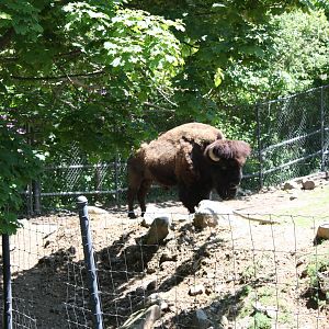 Hoofstock- American Bison