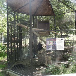 Hoofstock- Turkey Vulture Exhibit