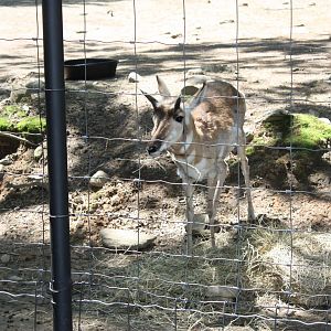 Hoofstock- Pronghorn