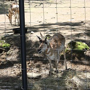 Hoofstock- Pronghorn Munching on A Snack
