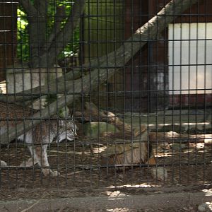 Predators- Canada Lynx