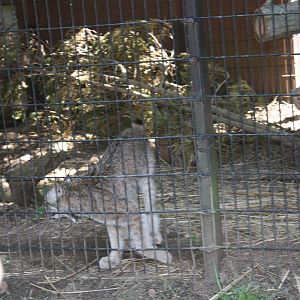 Predators- Canada Lynx