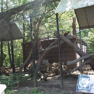 Predators- Canada Lynx Exhibit