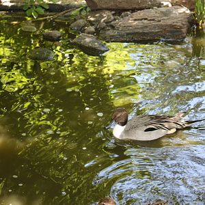 Alligator Alley- Northern Pintail