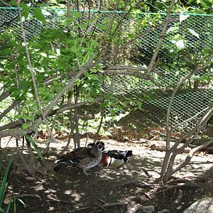 Alligator Alley- Wood Ducks