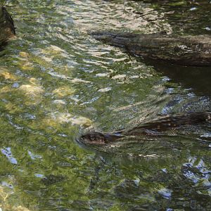 Alligator Alley- North American River Otter