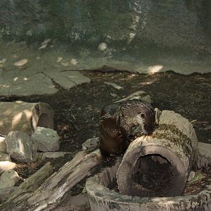 Alligator Alley- North American River Otter