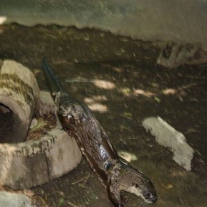 Alligator Alley- North American River Otter