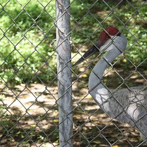 Alligator Alley- Greater Sandhill Crane