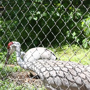 Alligator Alley- Greater Sandhill Crane