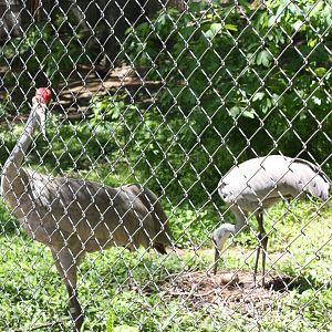 Alligator Alley- Greater Sandhill Crane