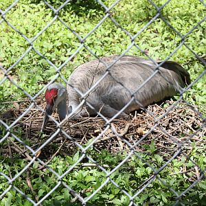 Alligator Alley- Soon-To-Be-Mom