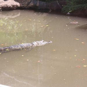 Alligator Alley- American Alligator